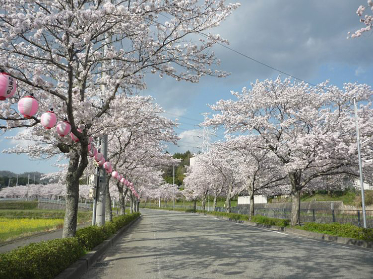 まだまだ桜が満開です！。